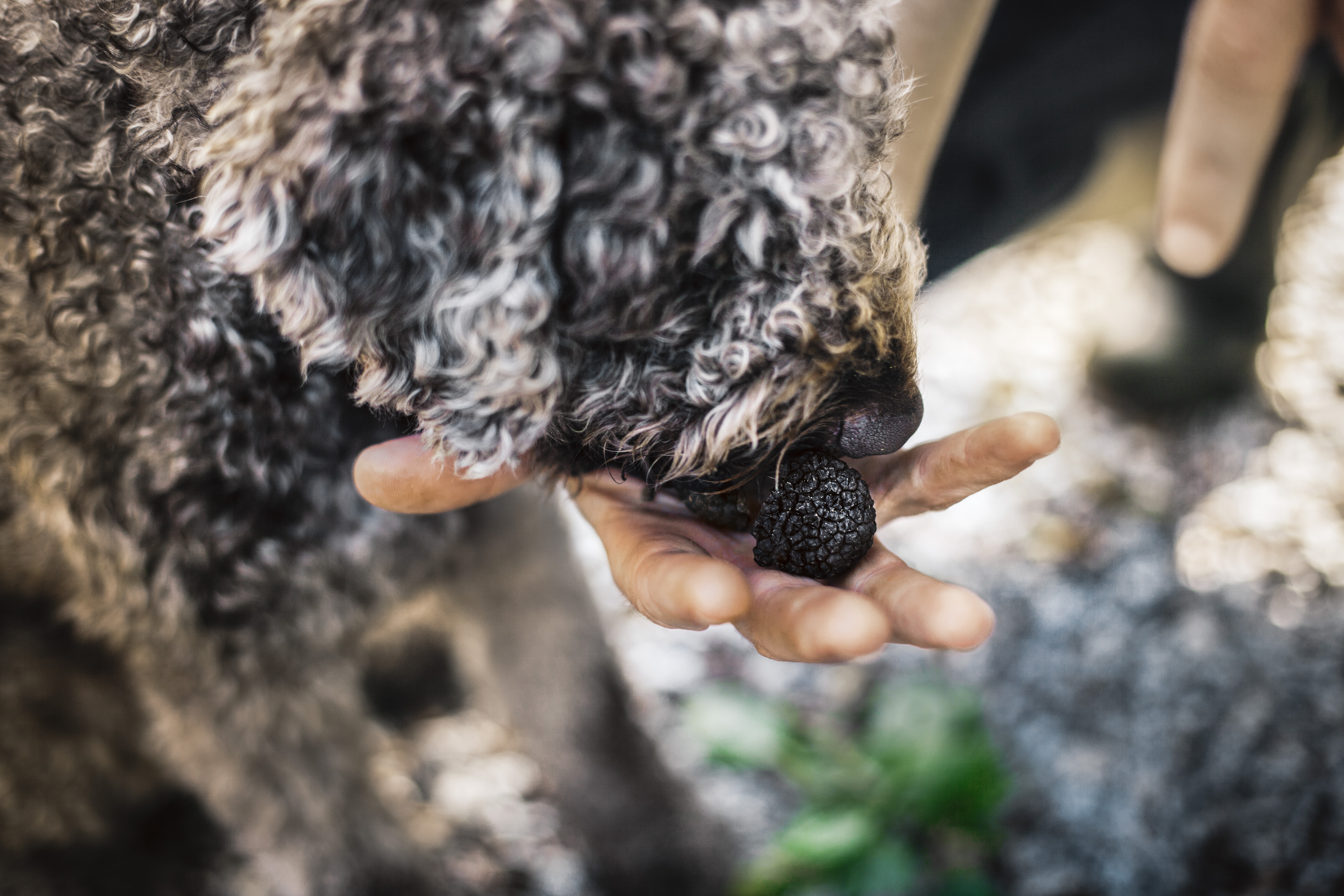 Lagotto kund som luktar på tryffel
